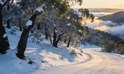 A snow-covered eucalypt ridge in the Australian Alps at first light, snow gums holding patches of snow above a groomed ski run with low cloud in the valley.