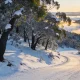 A snow-covered eucalypt ridge in the Australian Alps at first light, snow gums holding patches of snow above a groomed ski run with low cloud in the valley.