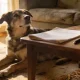 A calm medium-sized mixed-breed dog lying on a worn rug in a living room beside a low table with a folded document, pen and mug.