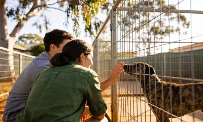 A young couple crouching at a wire kennel run in morning sun, one reaching out to a brindle dog pressing its nose to the mesh, with gum trees behind