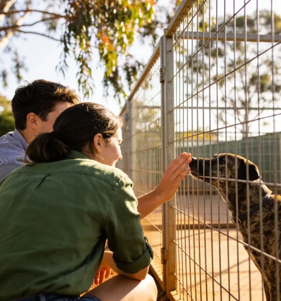 A young couple crouching at a wire kennel run in morning sun, one reaching out to a brindle dog pressing its nose to the mesh, with gum trees behind