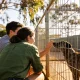 A young couple crouching at a wire kennel run in morning sun, one reaching out to a brindle dog pressing its nose to the mesh, with gum trees behind