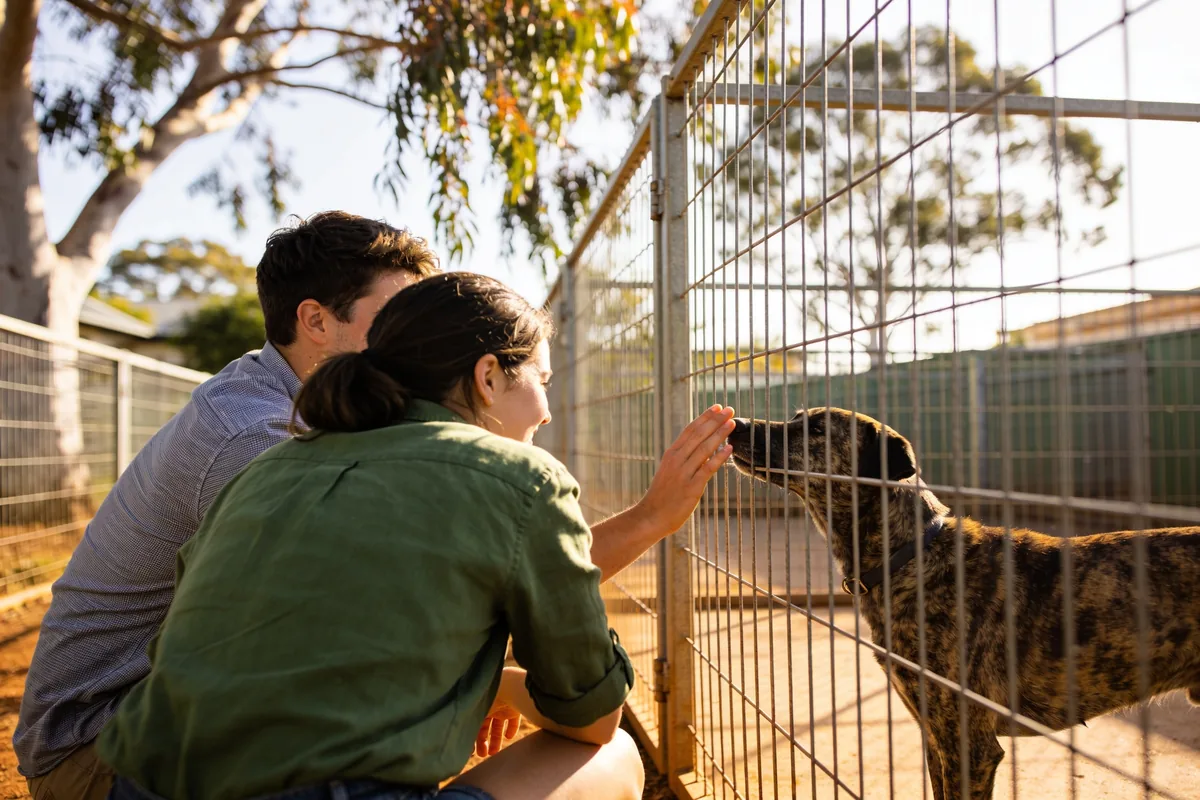 A young couple crouching at a wire kennel run in morning sun, one reaching out to a brindle dog pressing its nose to the mesh, with gum trees behind